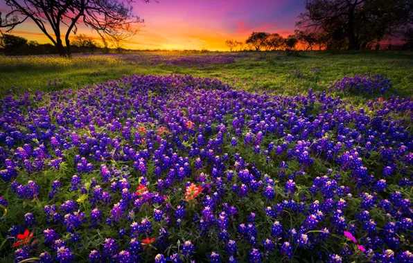 Field, summer, flowers, the evening, meadow, lilac, lupins