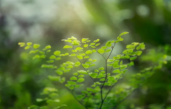 Greens, plant, focus, Venus hair