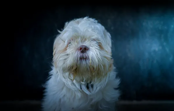 Background, each, dog, wool