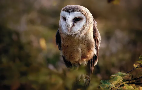 Leaves, owl, bird, bokeh, the barn owl