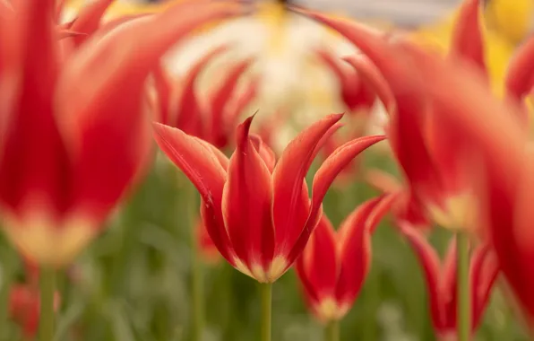 Picture macro, petals, blur, tulips, bokeh