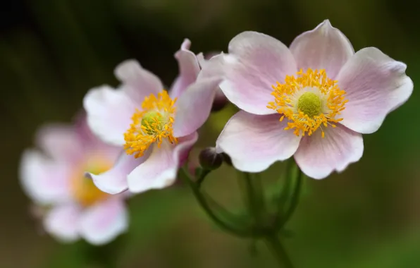 Flower, macro, Japanese anemone