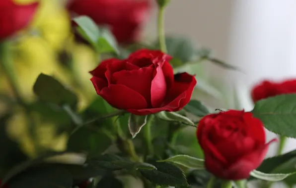 Leaves, flowers, stems, roses, bouquet, red, blur, bokeh