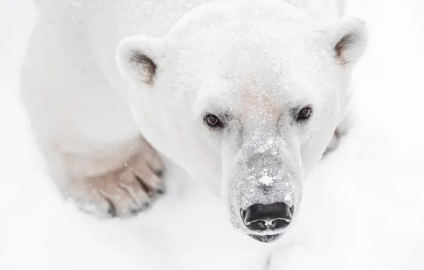 Picture look, bear, polar bear, snow, background, winter, nature, white