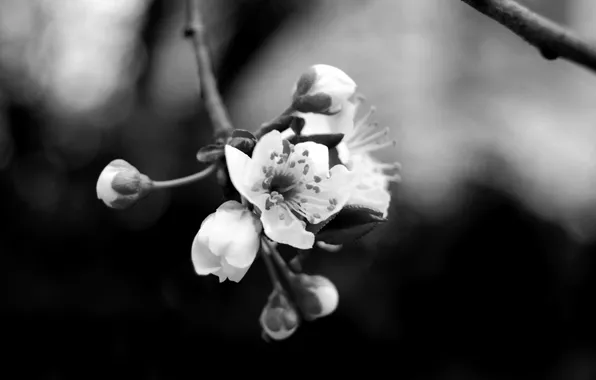 Picture flower, branch, petals, black and white, stamen