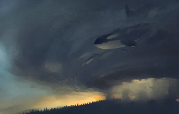 Picture kit, art, whale, orca