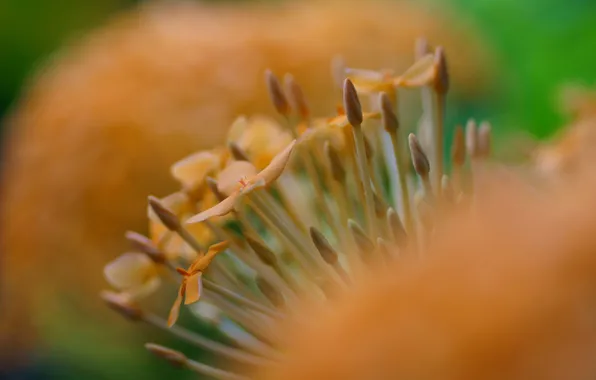 Macro, flowers, orange, blur, buds