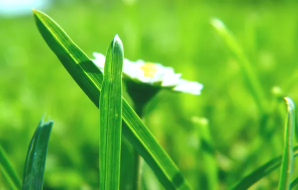 Grass, macro, flowers, freshness, nature, spring, spring pictures, spring Wallpaper