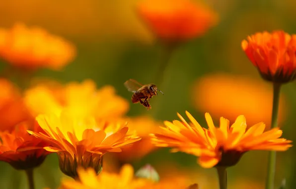 Picture flight, flowers, bee