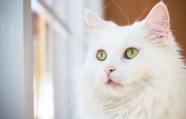 Language, cat, cat, look, portrait, window, white, face
