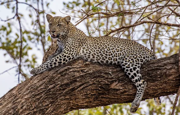 Stay, predator, leopard, lies, wild cat, on the tree