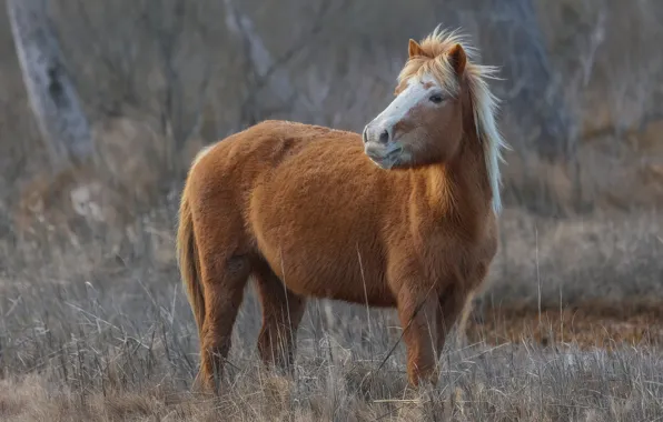 Forest, grass, look, face, branches, horse, horse, red