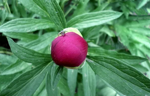 Bud, may, insect, peony