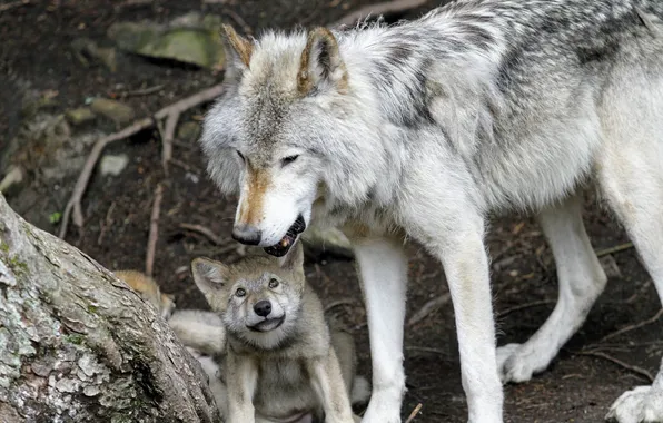 Nature, face, animal, wolf, wildlife, head, fur, mammal