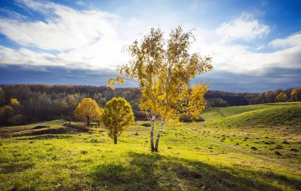 Field, summer, trees, landscape