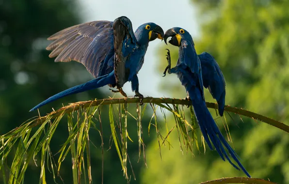 Leaves, birds, pose, branch, pair, parrots, blue, bokeh