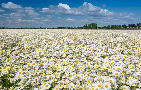 Summer, flowers, chamomile, meadow, a lot, chamomile field