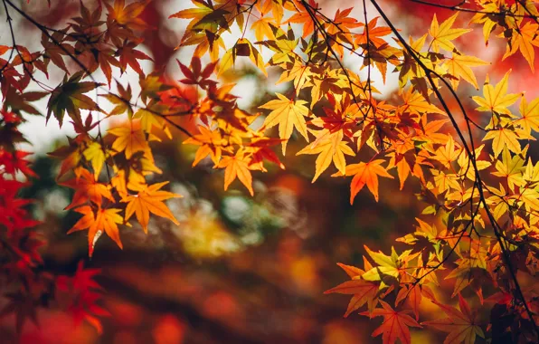 Wallpaper autumn, leaves, branches images for desktop, section природа ...
