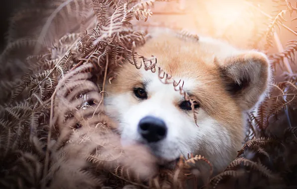 Look, nature, pose, dog, face, Akita inu, Akita