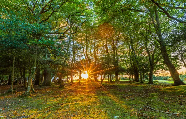 Picture greens, the sun, rays, trees, England, Fritham