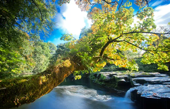 Picture trees, river, stones, for, foliage, whirlpool, Bank, shrub