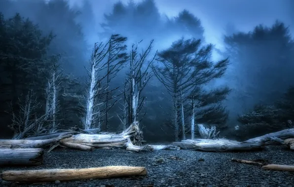 Forest, Beach, Dusk, Washington State, Rialto, deadwood