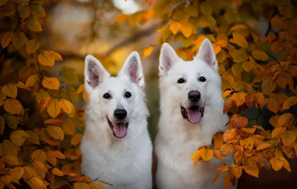 Picture autumn, branches, a couple, two dogs, yellow leaves, The white Swiss shepherd dog