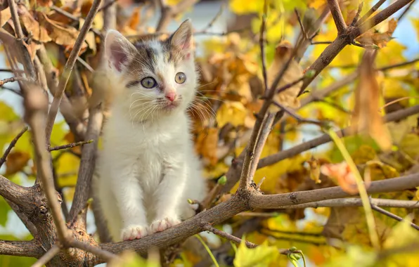 Picture puppy, cat, autumn, tree, branches, foliage, buds