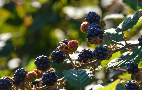 Picture summer, leaves, light, branches, berries, black, BlackBerry, bokeh