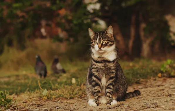 Cat, cat, look, birds, nature, pose, muzzle, pigeons