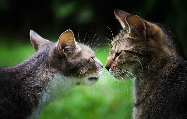 Cats, pair, two, grey, muzzle