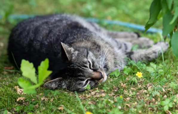 Cat, grass, cat, look, pose, grey, stay, glade