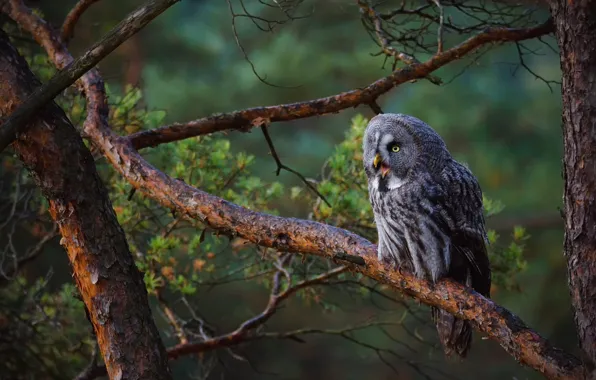 Forest, look, branches, green, the dark background, background, tree, owl
