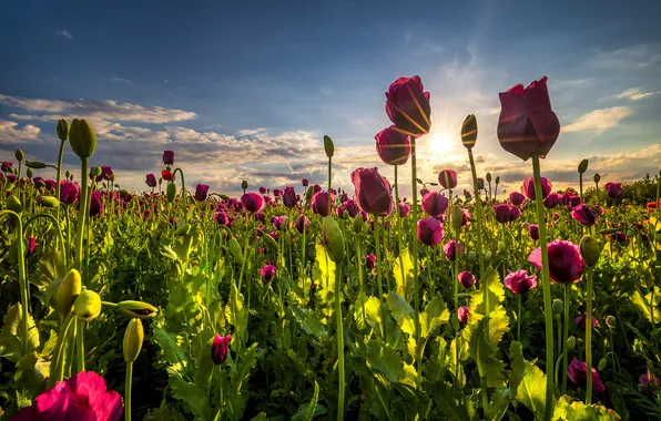 Greens, field, summer, the sky, leaves, the sun, clouds, rays