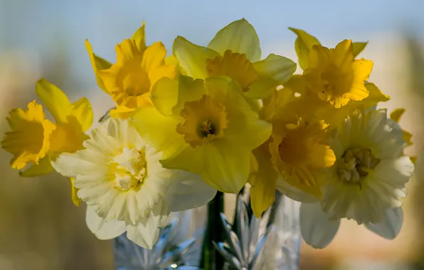 Flowers, mood, bouquet, A sunny evening