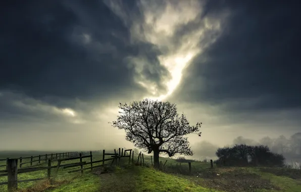 Trees, night, the fence