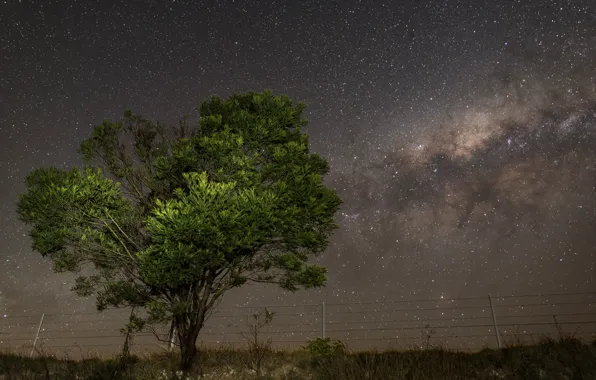 Picture stars, night, tree, the milky way, osmosis