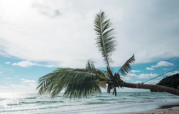 Sand, sea, beach, summer, the sky, palm trees, summer, beach