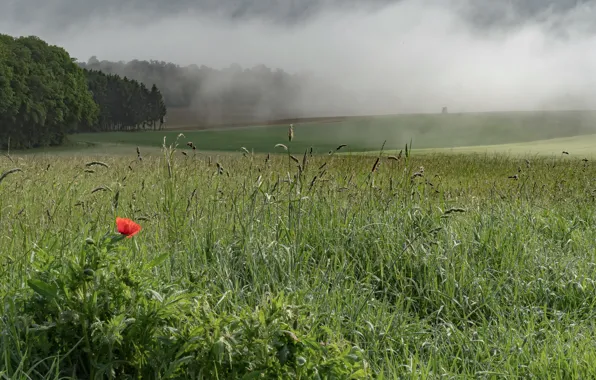 Field, summer, Mac