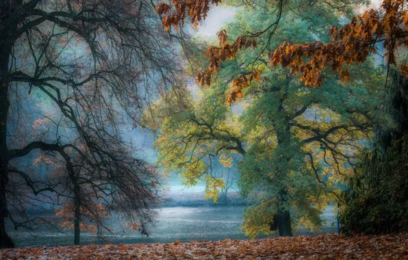 Picture autumn, branches, nature, river, foliage