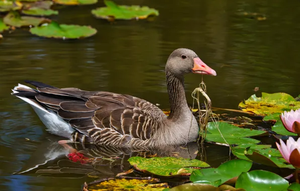 Flowers, bird, water lilies, pond, goose, swimming, water lilies