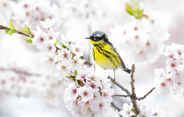 Flowers, branches, cherry, bird, branch, spring, light background, flowering