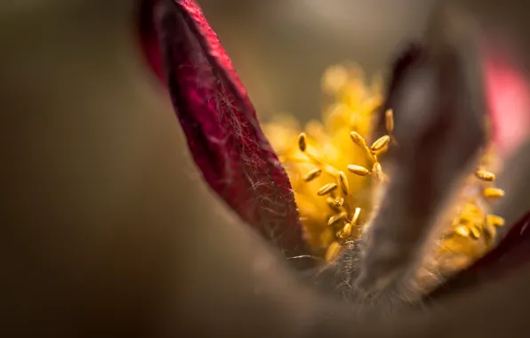 Picture macro, flowers, nature