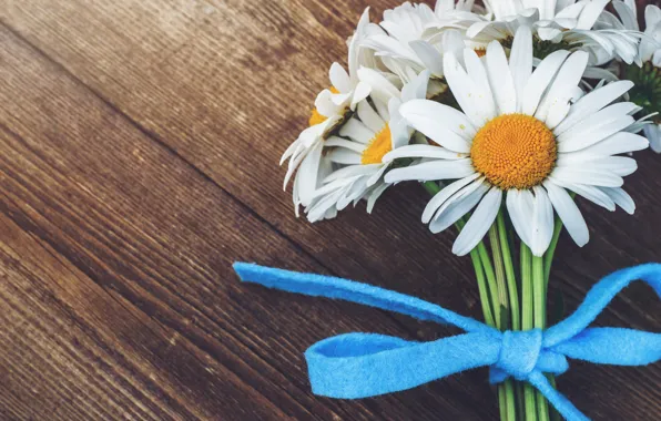 Flowers, blue, Board, chamomile, bouquet, white, bow, leucanthemum