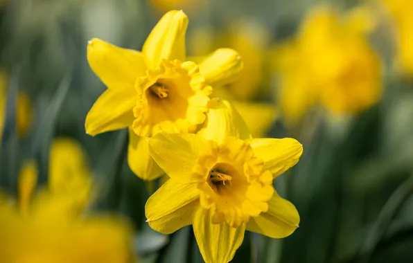 Flowers, spring, yellow, Duo, daffodils, bokeh