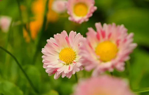 Spring, spring, Daisy