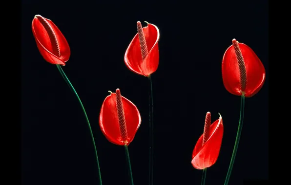 Black background, red flowers, Anthurium, flower Flamingo