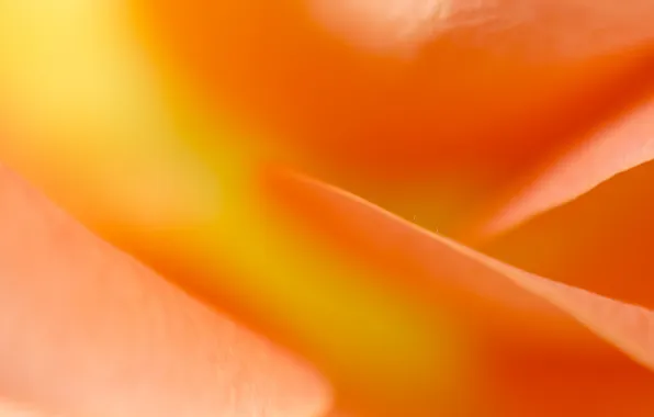 Macro, flowers, roses, petals