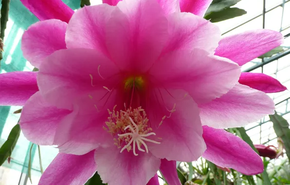 Flower, hana, by ho4hoj, cactus flower
