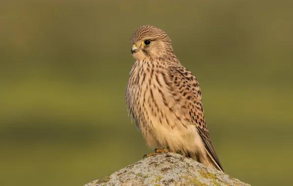 Stones, bird, predator, Kestrel